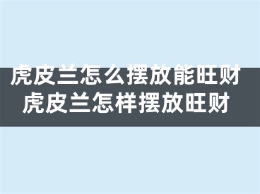 虎皮兰怎么摆放能旺财虎皮兰怎样摆放旺财