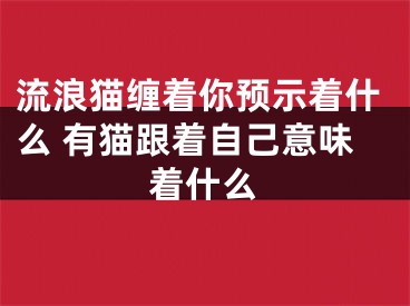 流浪猫缠着你预示着什么 有猫跟着自己意味着什么
