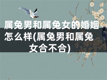 属兔男和属兔女的婚姻怎么样(属兔男和属兔女合不合)