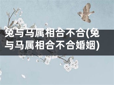 兔与马属相合不合(兔与马属相合不合婚姻)