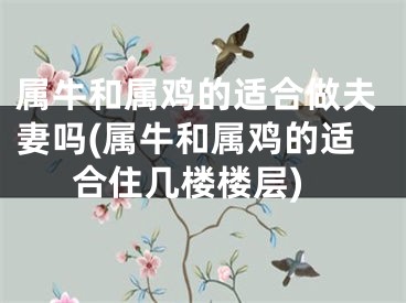 属牛和属鸡的适合做夫妻吗(属牛和属鸡的适合住几楼楼层)