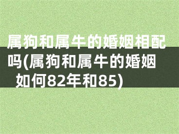 属狗和属牛的婚姻相配吗(属狗和属牛的婚姻如何82年和85)