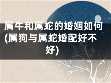 属牛和属蛇的婚姻如何(属狗与属蛇婚配好不好)