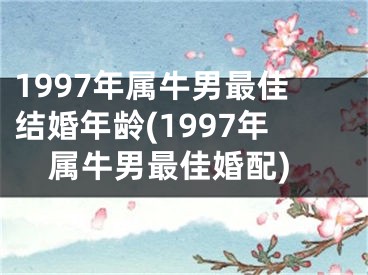 1997年属牛男最佳结婚年龄(1997年属牛男最佳婚配)