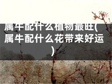 属牛配什么植物最旺(属牛配什么花带来好运)